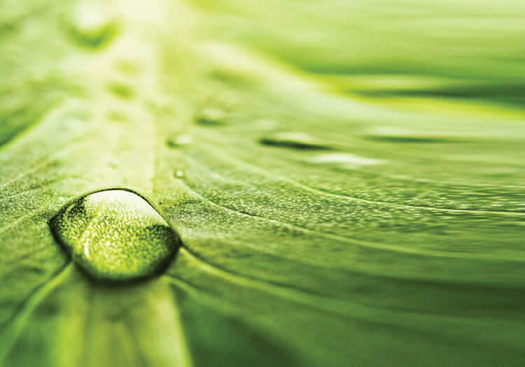The Essence of Cleansing - Part 1