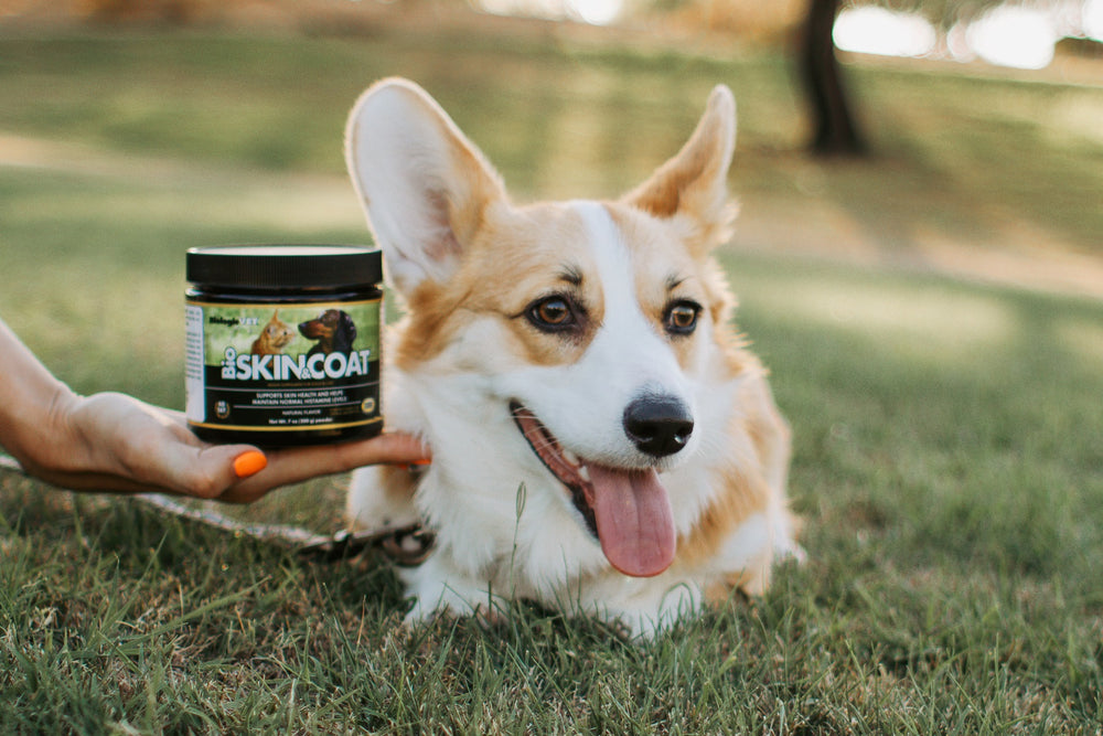 Your Dog May Need Supplementation More Than You Do?