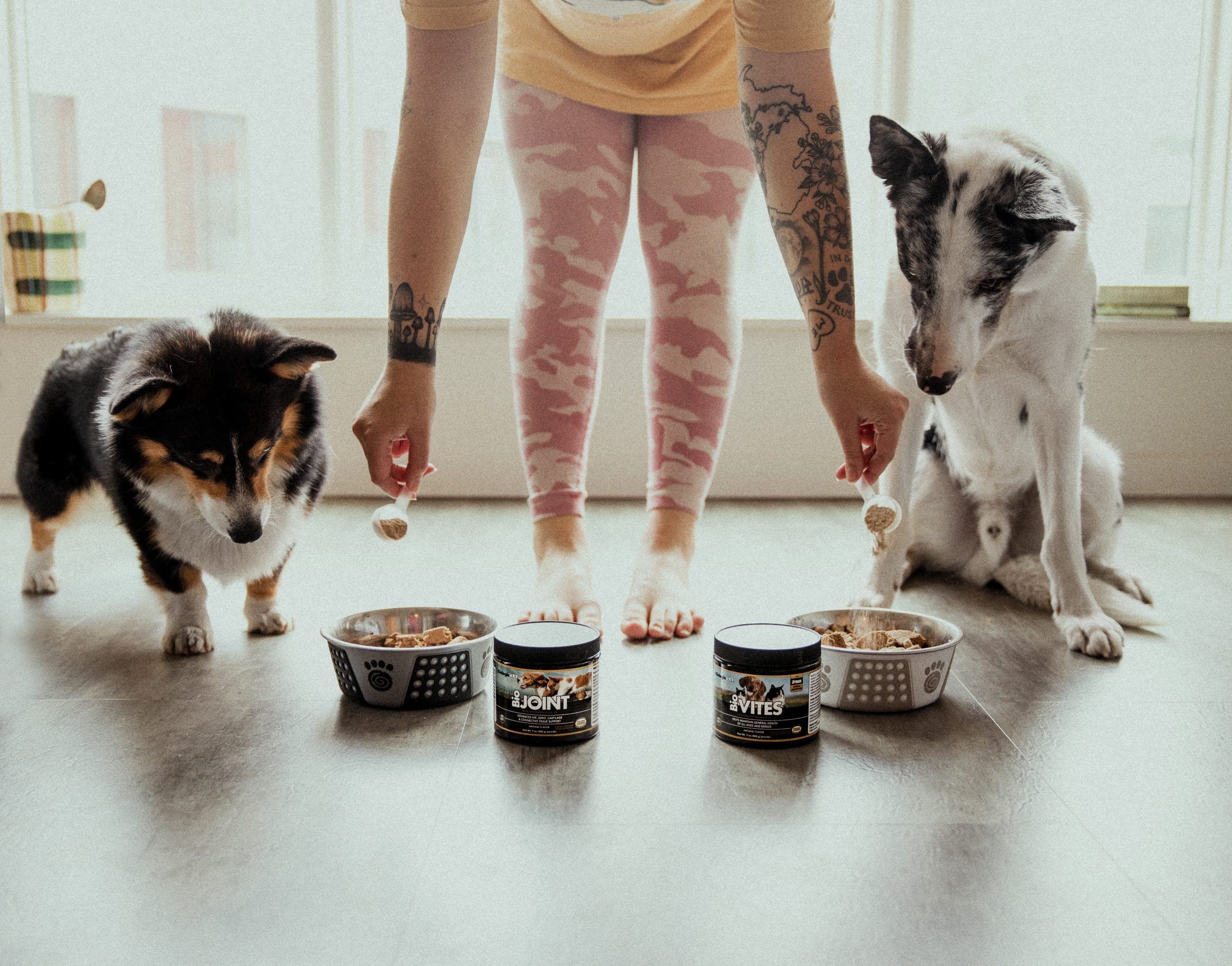 Prebiotics vs. Probiotics For Pets FloraHealthshop