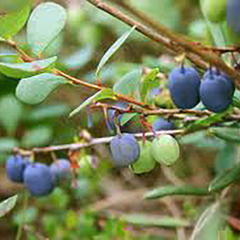 Bilberry