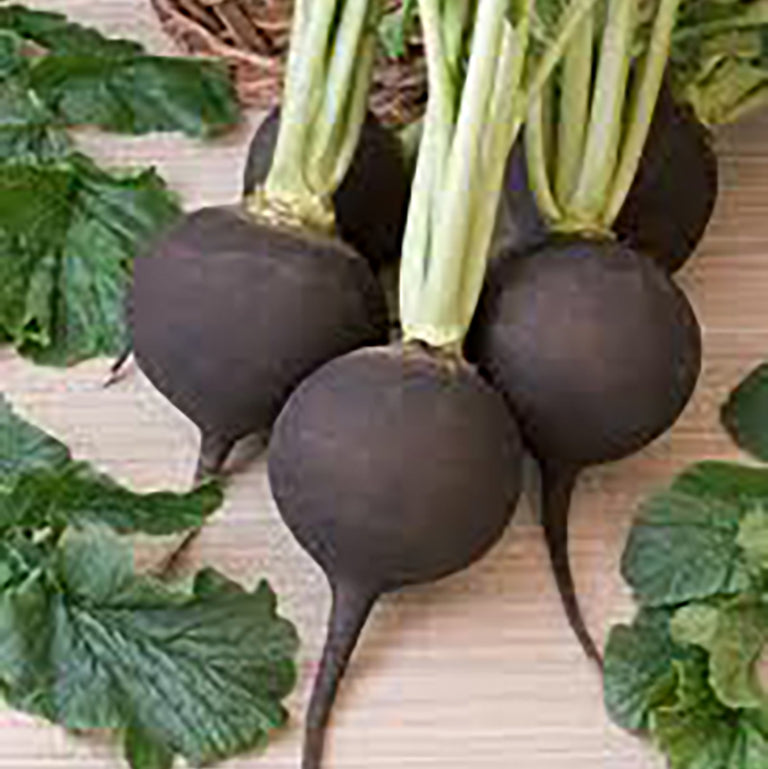 Black Radish