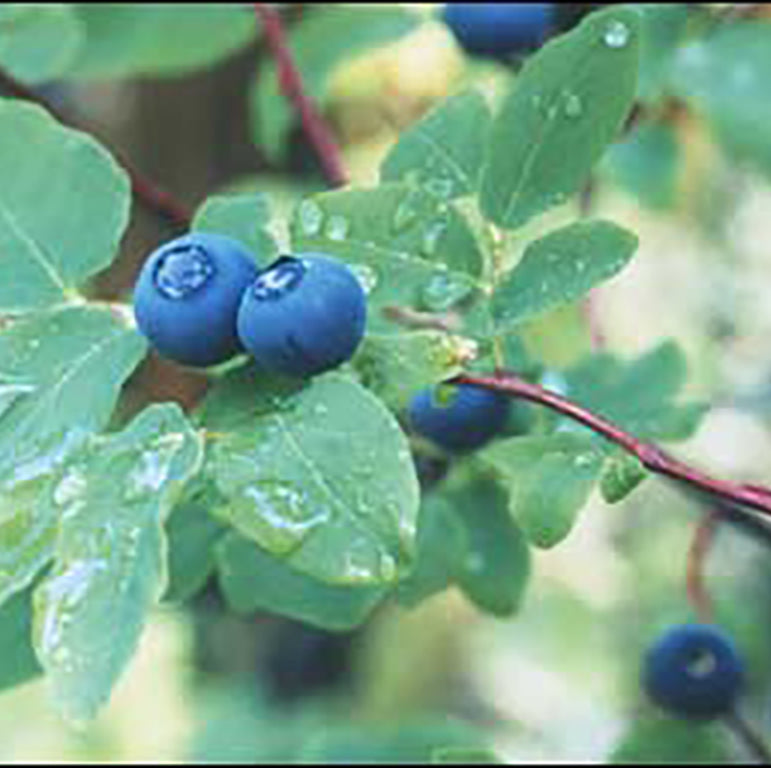 Blueberry