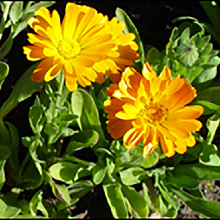 Calendula