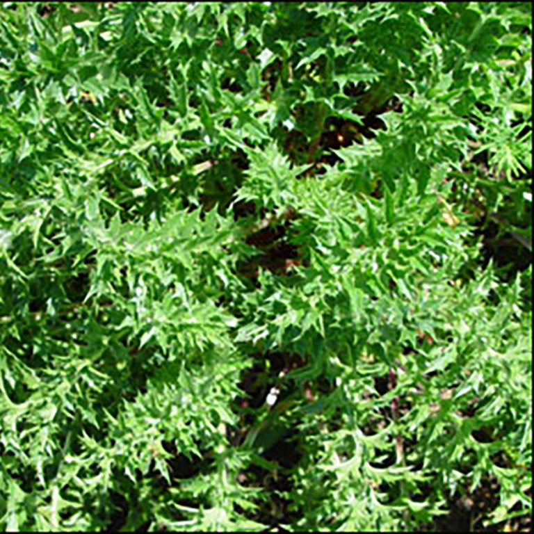 Carline Thistle