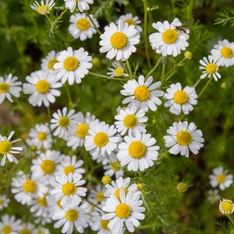 Chamomile