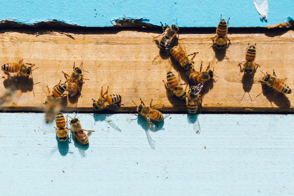 World Bee Day