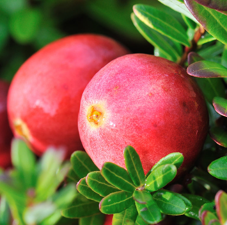 Cranberry