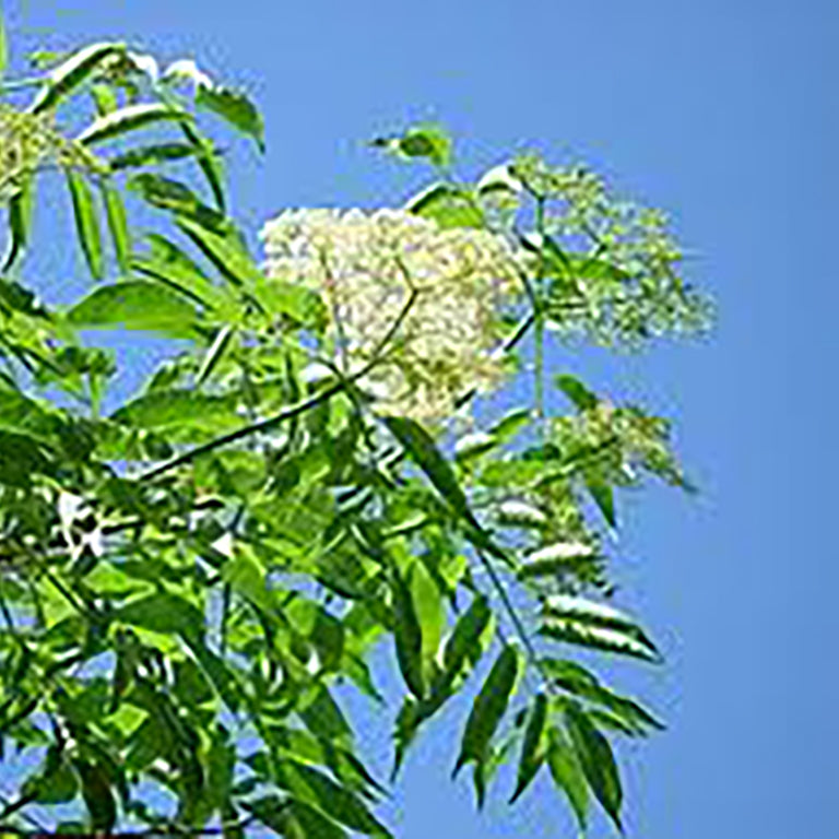 Elder
