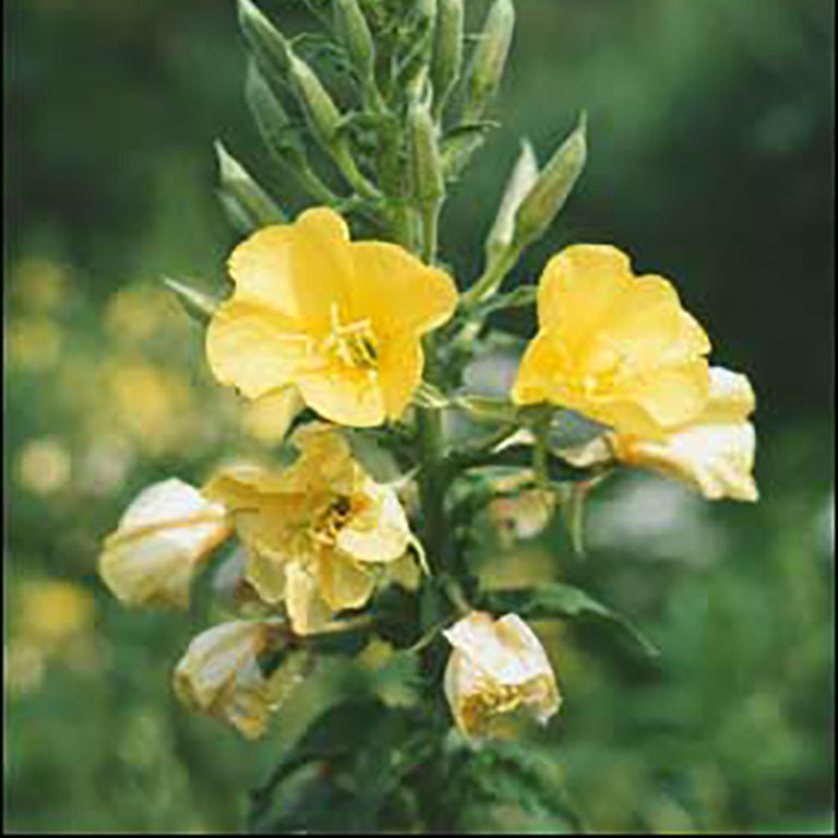 Evening Primrose