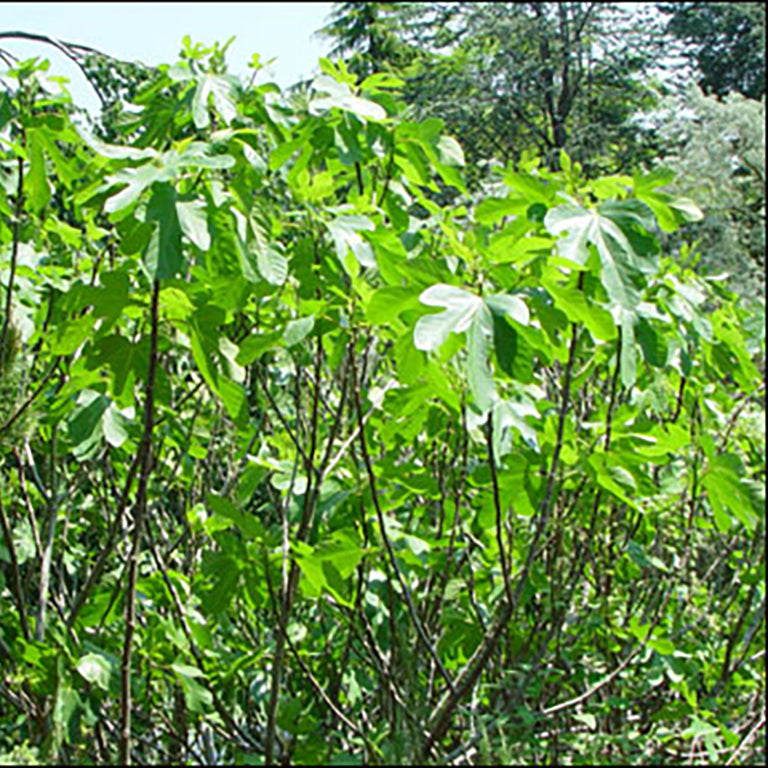 Fig