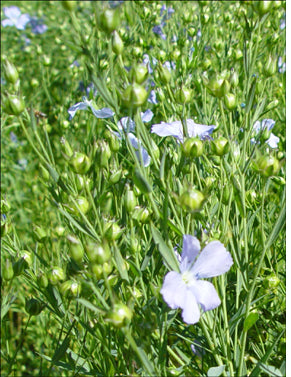 Flax