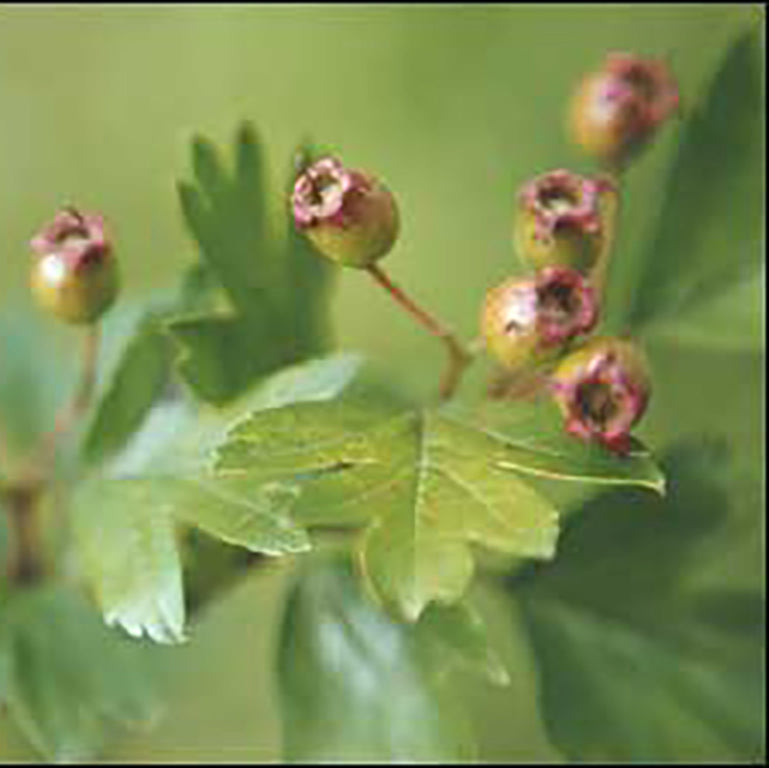 Hawthorn