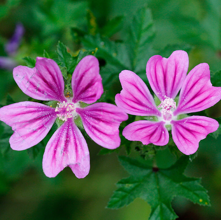 High Mallow