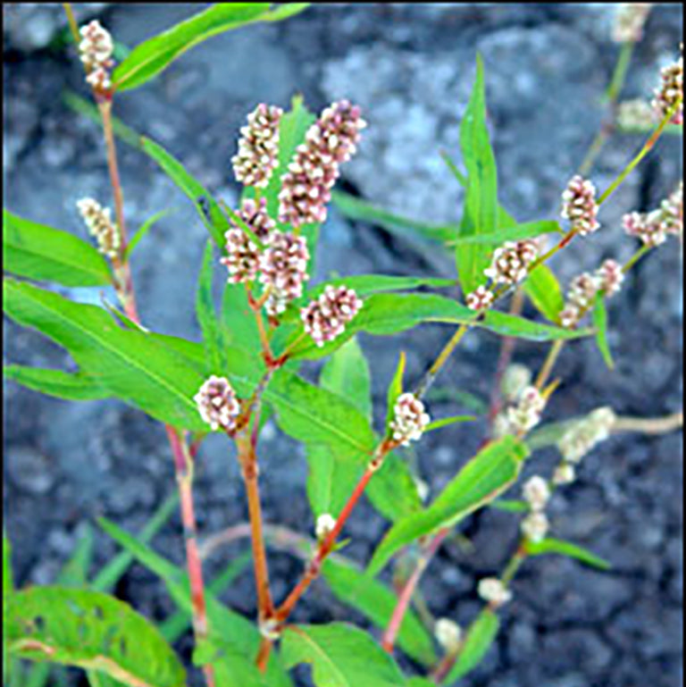 Knotgrass
