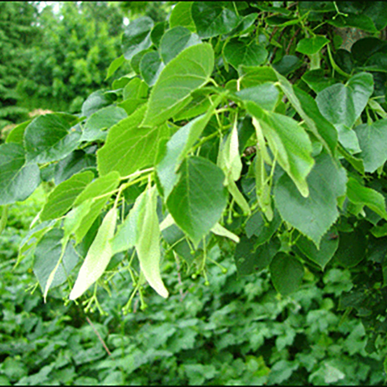 Linden
