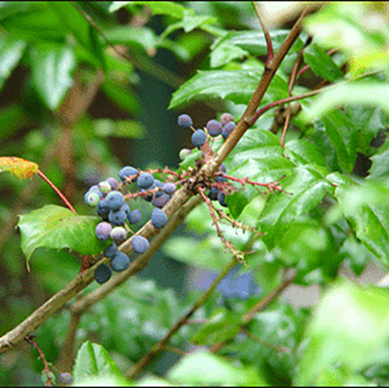 Oregon Grape