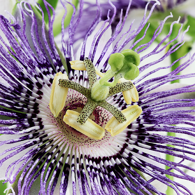Passionflower