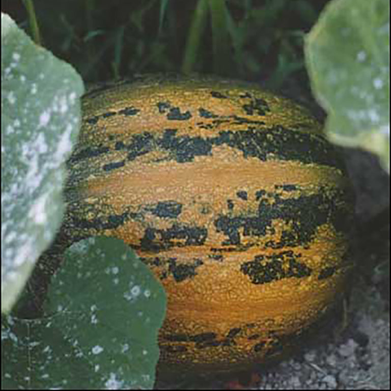 Pumpkin