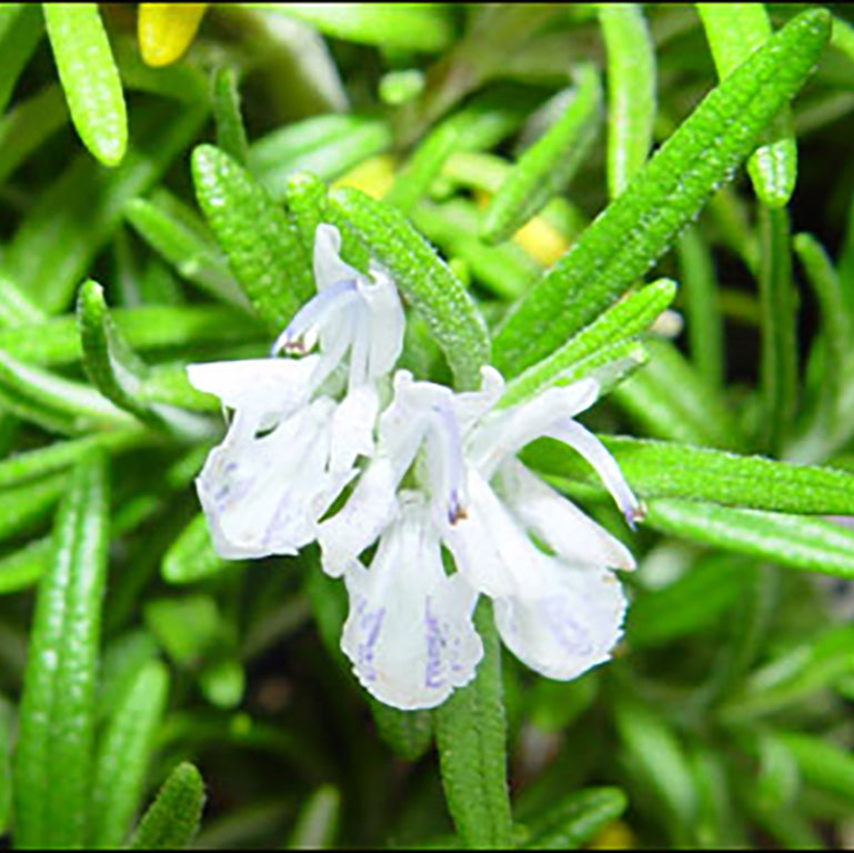 Rosemary