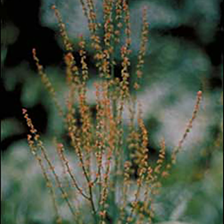 Sheep Sorrel