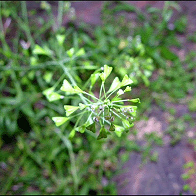 Shepherd's Purse