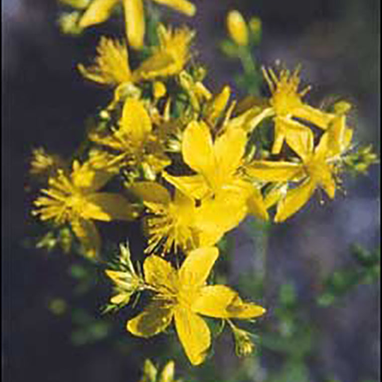 St John's Wort