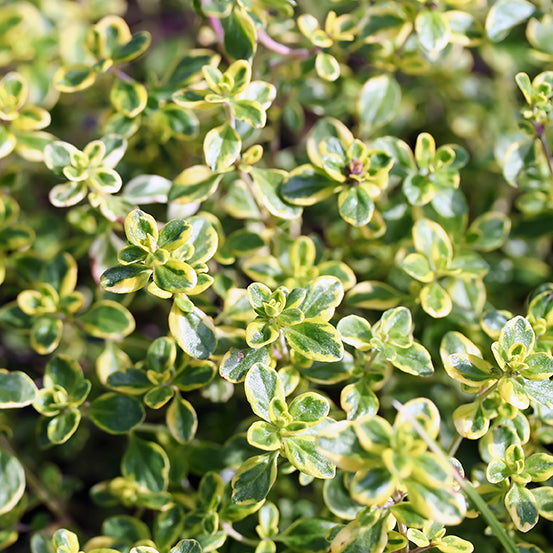 Thyme