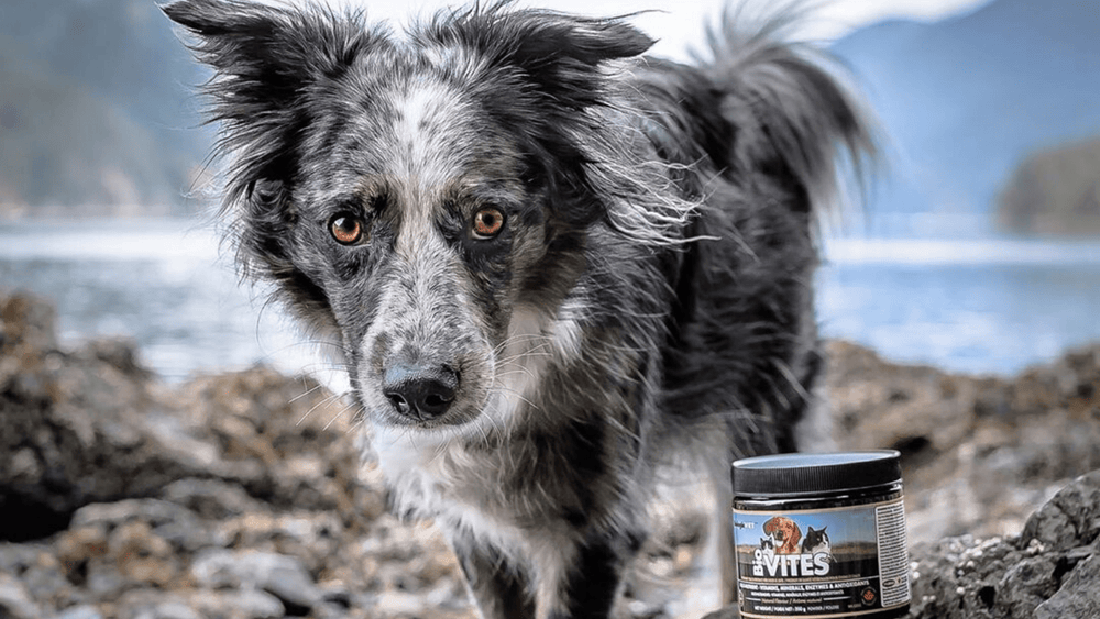 Can I Feed My Dog Whey Protein: Safe or Risky for Pets?