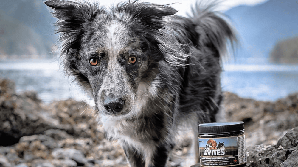 Whey Protein For Your Pets FloraHealthshop
