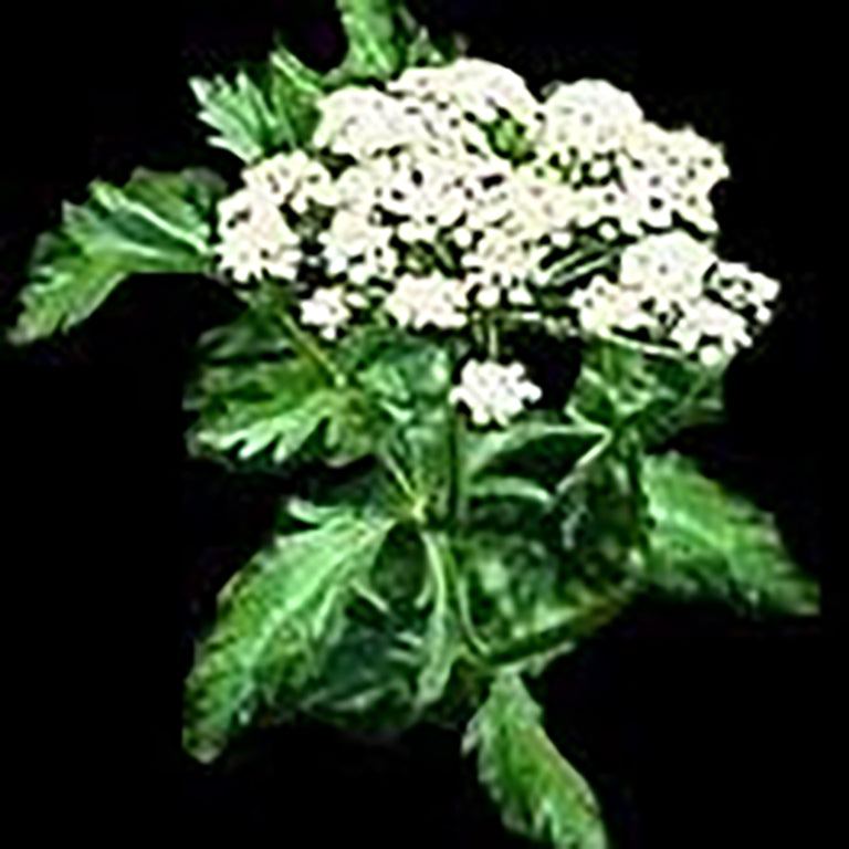 Anise