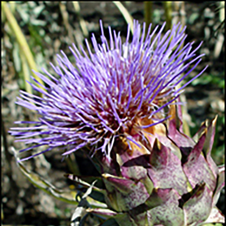 Artichoke