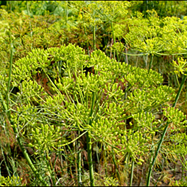 Fennel