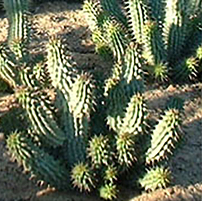 Hoodia