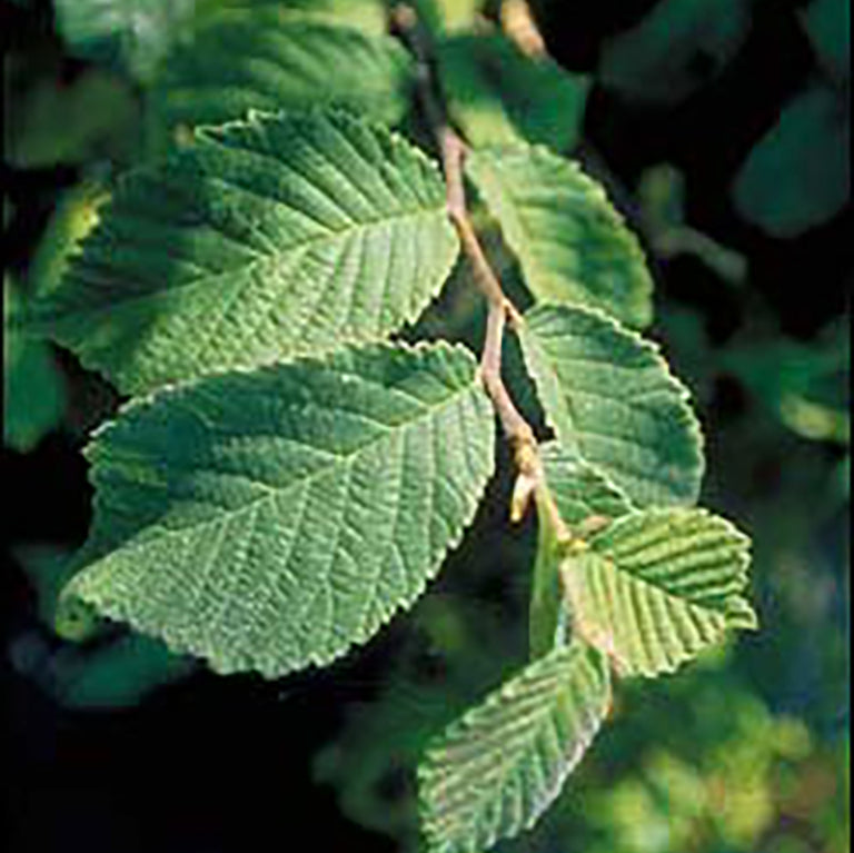 Slippery Elm