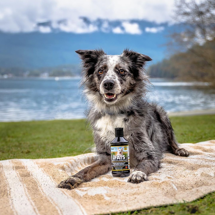 BioFATS omega supplements for pets with dog at park